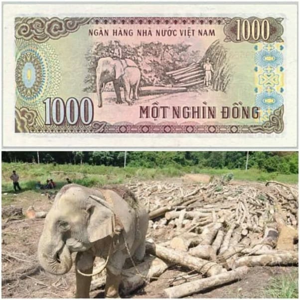 Hình ảnh tiền Việt Nam